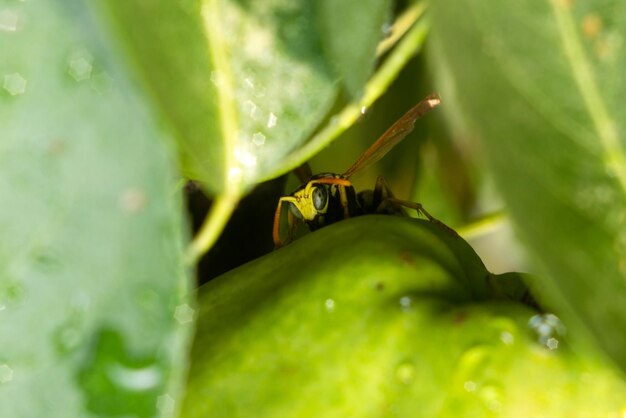 Wasp on green leaf and nature background macro photo selective focus