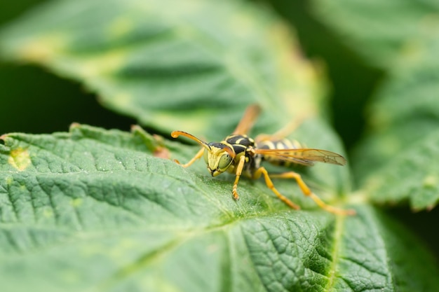 Wasp on a green leaf. Parts of the body of a wasp close-up. Insect close-up. Yellow pattern on the black body of a wasp. Green background. nature, Macro image