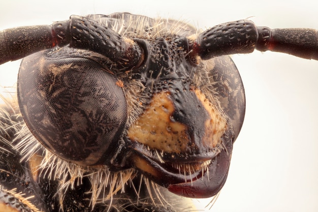 Photo wasp head closeup. macrophotography