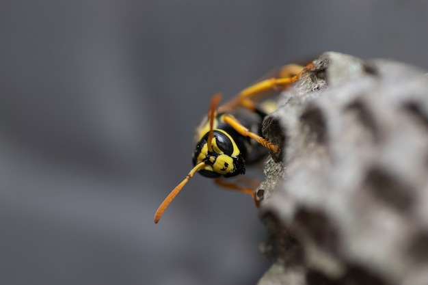 wasp and her house in a metal box small wasp house