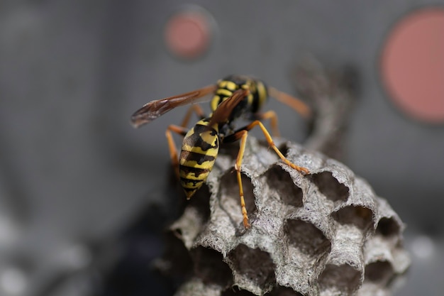 wasp and her house in a metal box small wasp house