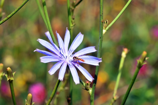 A wasp Hymenoptera insect pollinates a wild chicory Cichorium intibus flower