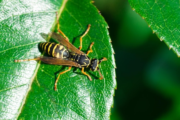 The wasp is sitting on green leaves The dangerous yellowandblack striped common Wasp sits on leaves