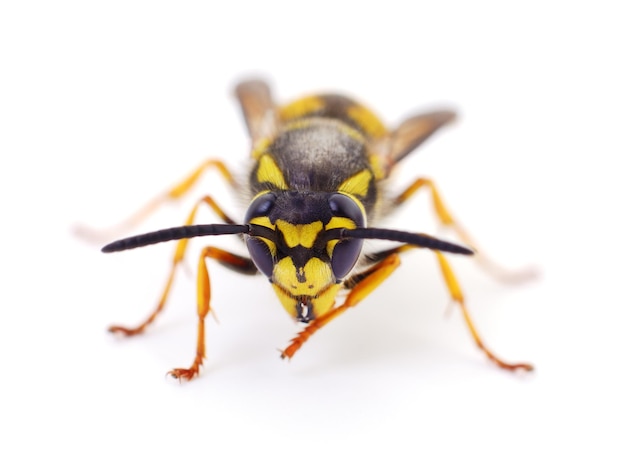 Wasp isolated on white