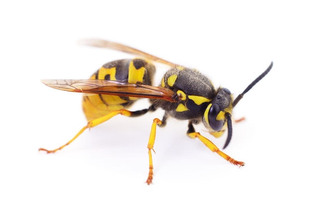 Wasp isolated on white