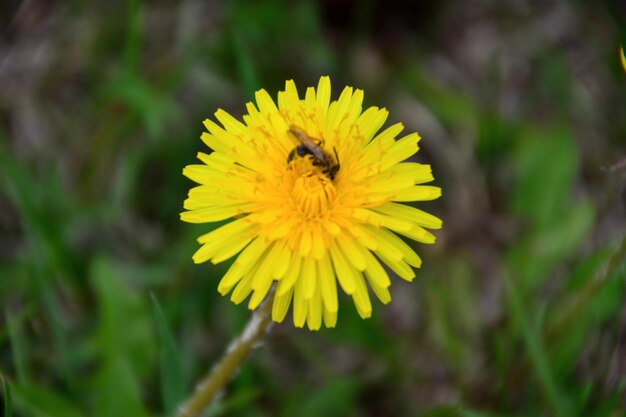 Photo wasp isolated on yellow dandelion head and collecting nectar, macro