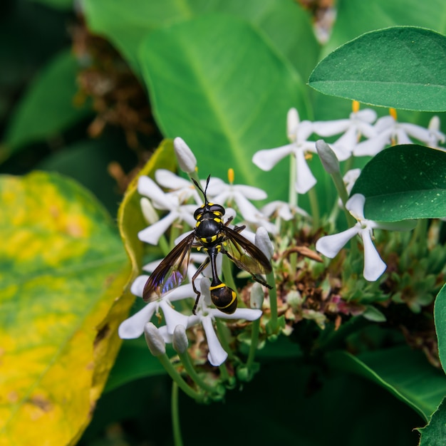 Wasp花から甘い蜜を探しています。