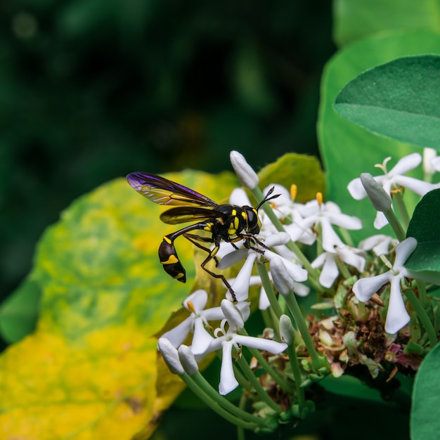 wasp花から甘い蜜を探しています。