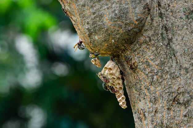 Wasp nest on the tree