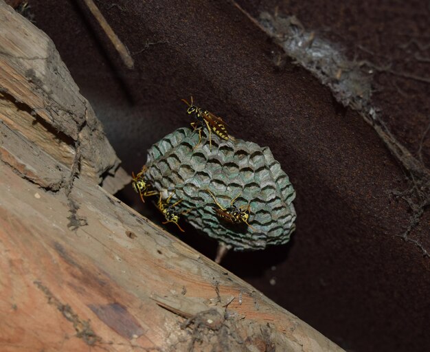 Photo wasp nest with wasps sitting on it wasps polist the nest of a family of wasps which is taken a closeup