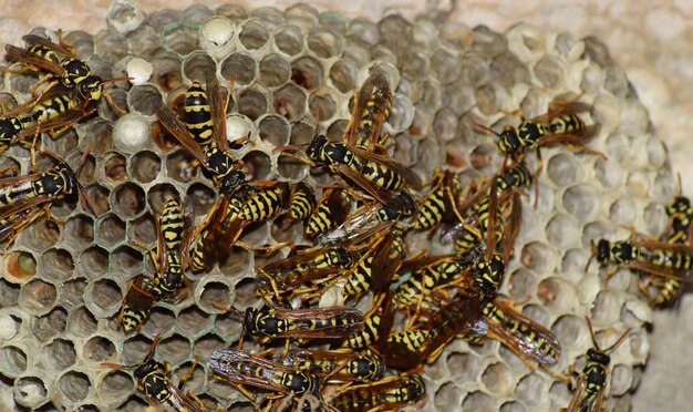 Photo wasp nest with wasps sitting on it