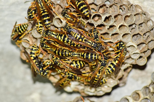 Wasp nest with wasps sitting on it