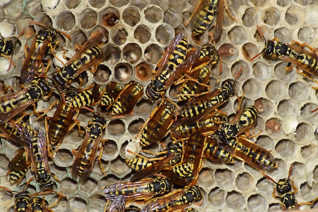 Photo wasp nest with wasps sitting on it