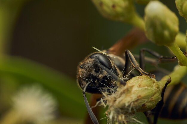 A wasp perched on a flower and green leaves