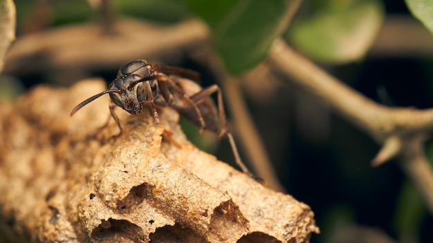 A wasp perched on its brown honeycomb