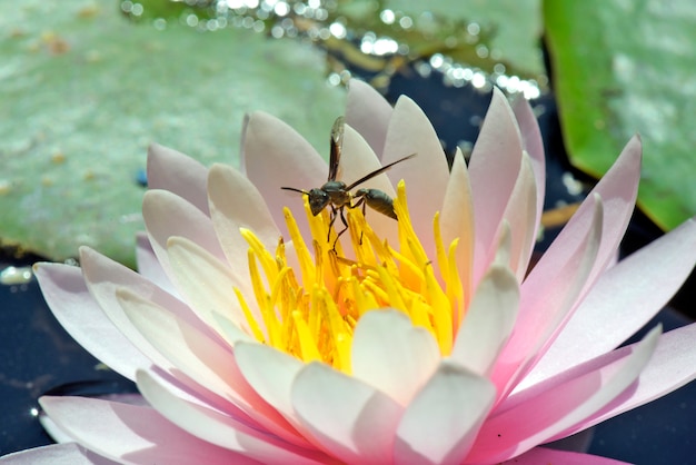 Wasp pollinating pink water lily