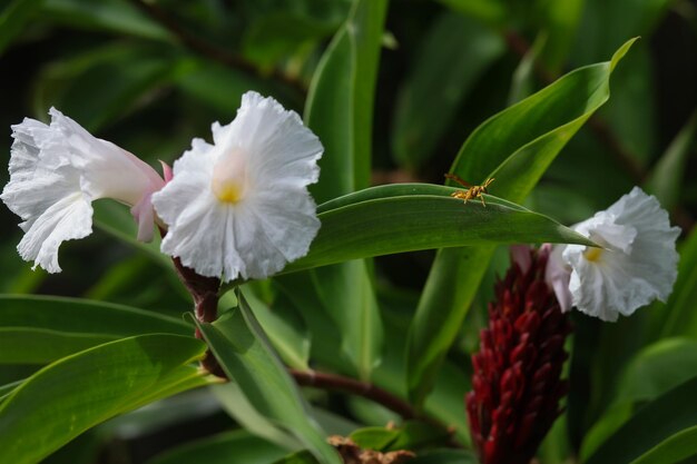 wasp sits on a bush of white flowers