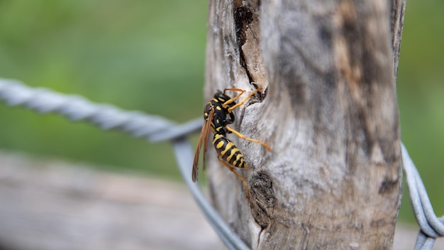 A wasp sits on a wooden fence