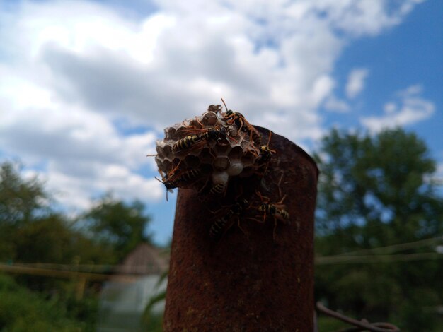 Photo wasp species polished on nest wasp nest