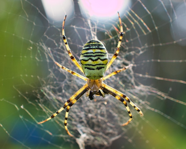 The wasp spider became spider of the year in 2001 On a meadow in the garden