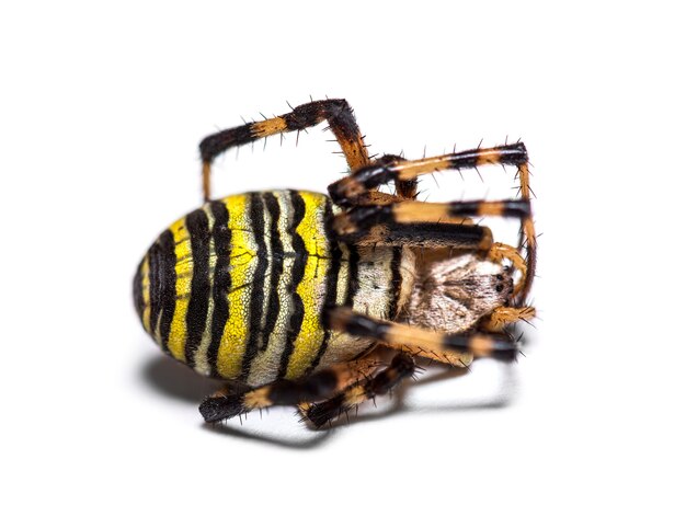 Wasp spider defending again aggression