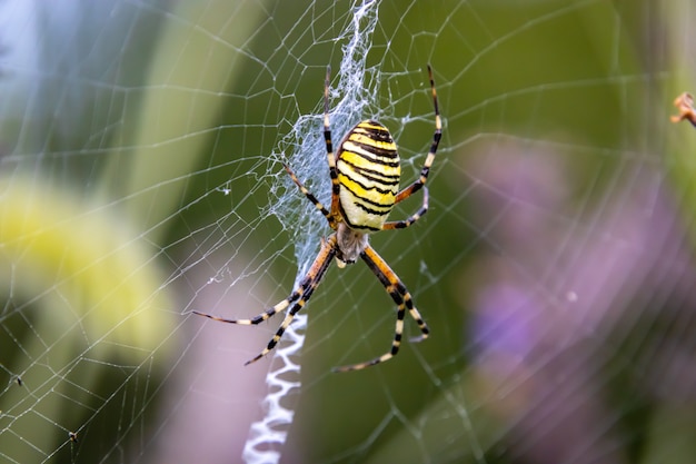 Wasp Spider on web close up