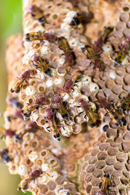 wasp and wasp nest in nature