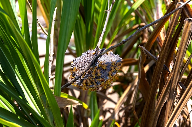 Wasp at a wasp nest in nature