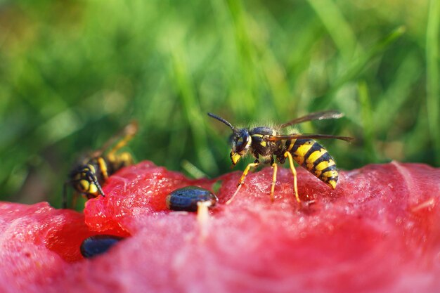 スイカのハチが草の背景にクローズアップハチマクロ