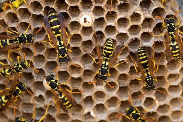 Wasps in a nest