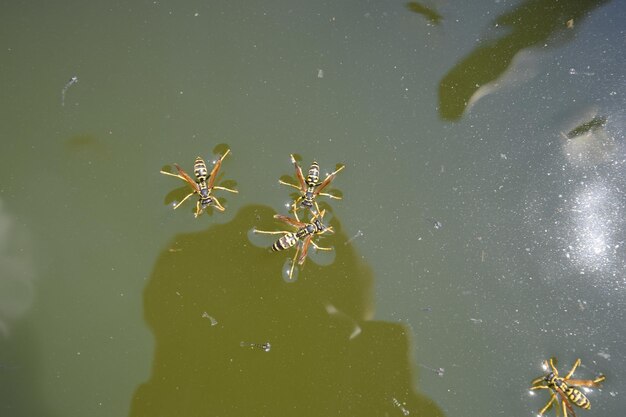 Photo wasps polistes drink water wasps drink water from the pan swim on the surface of the water do not sink