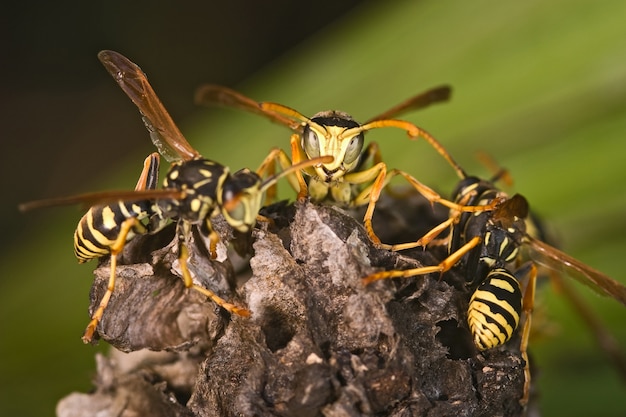 Wasps  in a trunk