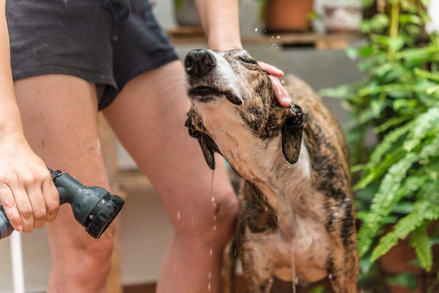 Wassen hond echte actie in het huis