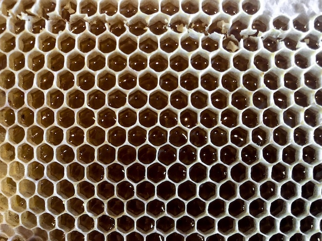 Wasstructuren en nesten van bijen uit zeshoekige prismatische cellen. Verpakking voor honing.