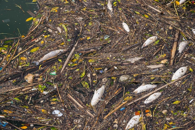 Waste in the water of the harbour area