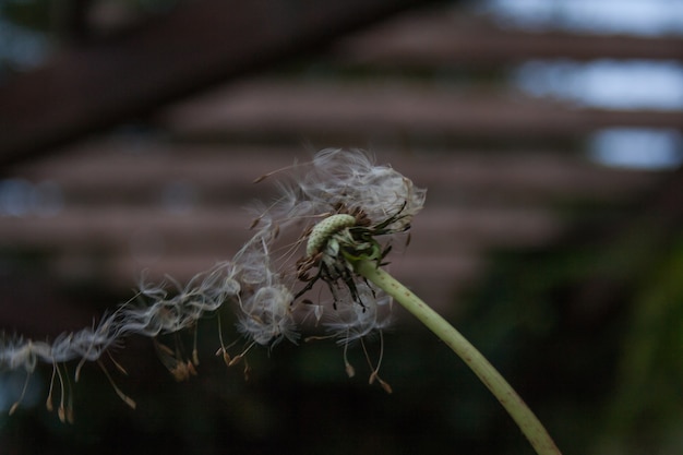 WAT DE WIND NEEMT