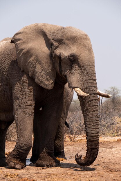 Foto guarda l'elefante2023