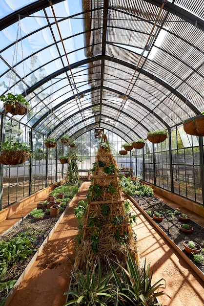 Watch the foliage flourish Plants growing in a greenhouse