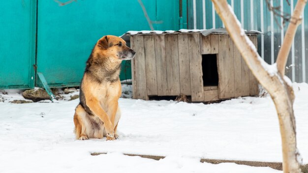 雪の中で座っている冬の犬小屋の近くの番犬