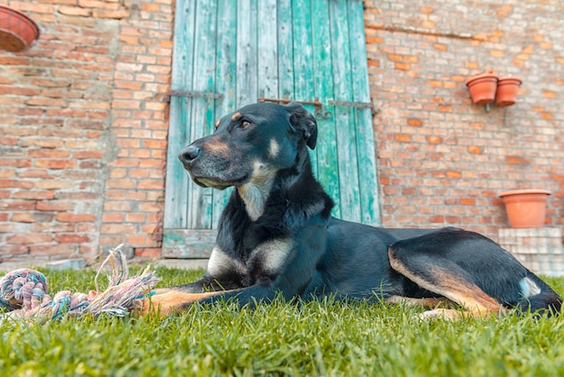 Photo watchful dog