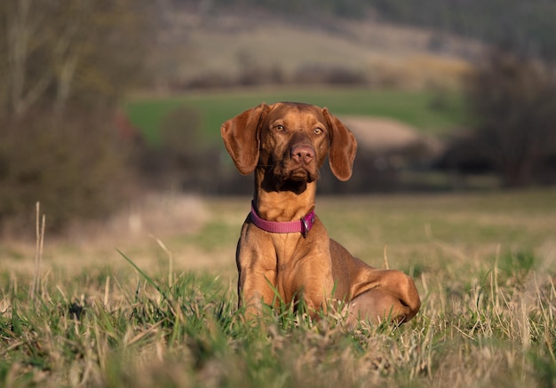 ドイツ の イエナ の 畑 で 警戒 し て いる ハンガリー の ヴィズラ 犬