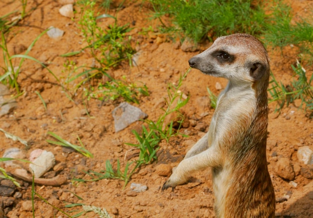 Watching little wild suricate meerkat