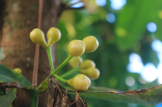 Water appel fruit bloemen bloeien in de boom op natuurlijke achtergrond.