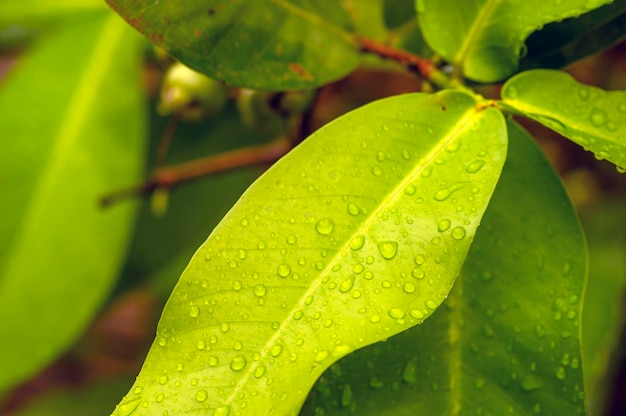 Water appel groene bladeren met water splash geselecteerde focus voor natuurlijke achtergrond