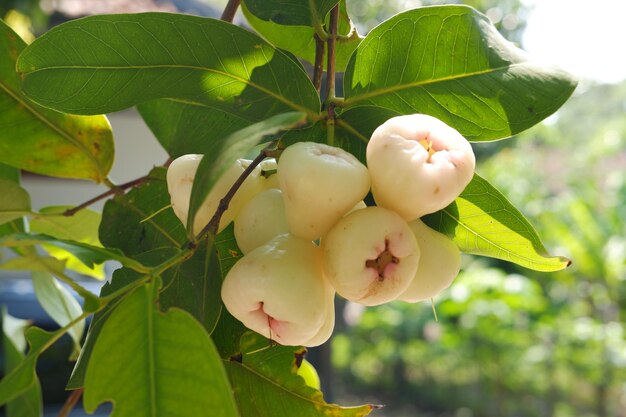 Water Apple Fruit Asian Favorite