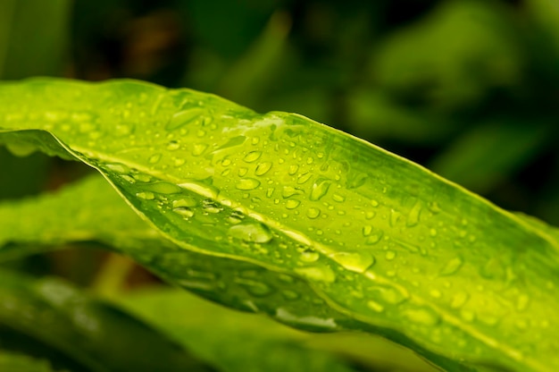 Water apple green leaves with water splash selected focus for natural background