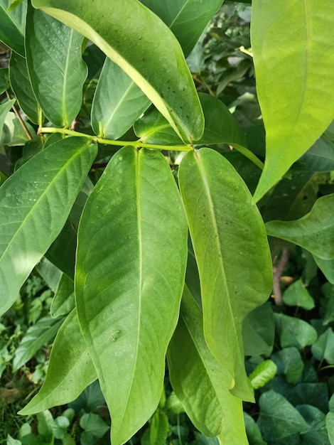 Water apple plant green leaves