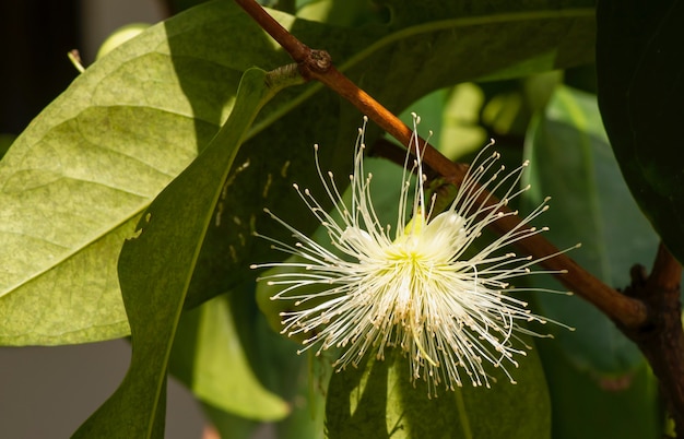 A water apples (Syzygium aqueum) flower on its tree, known as rose apples or watery rose apples