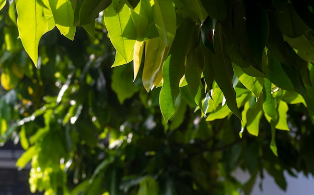 Water apples Syzygium aqueum green leaves Natural background