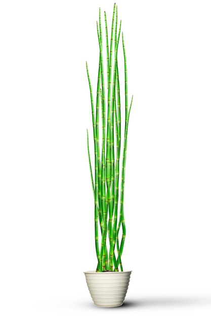 water bamboe plant Equisetum Hyemale in een pot